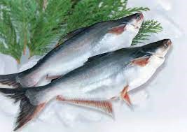 FSIS sẽ kiểm tra hệ thống an toàn thực phẩm đối với cá da trơn xuất khẩu của Việt Nam 