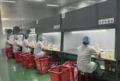 Doanh nghiệp xuất khẩu dược liệu sang Trung Quốc sẽ phải có đăng ký