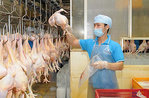 Trung Quốc đồng ý xem xét hồ sơ cho Việt Nam xuất khẩu  thịt gia cầm